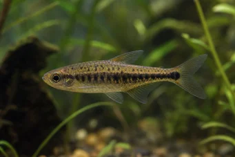 Copeina guttata (Röda copéina)
