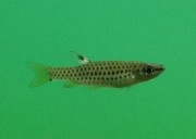 Copella nattereri Copella natteri