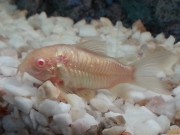 Corydoras aeneus albinos Corydoras albino