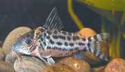 Corydoras agassizi Corydoras agassizi