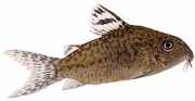 Corydoras elegans Beväpnade Corydoras