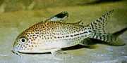 Corydoras julii Corydoras leopard