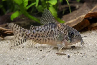 Corydoras latus (Corydoras med reflektion)