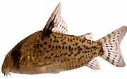 Corydoras leucomelas Corydoras leukomelas
