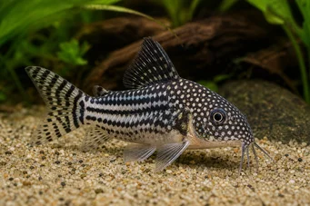 Corydoras leucomelas (Corydoras leukomelas)