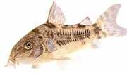 Corydoras paleatus Pepprig