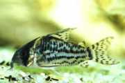 Corydoras schwartzi Corydoras med fem band