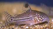 Corydoras trilineatus Tre band Corydoras