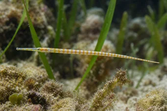 Corythoichthys flavofasciastus (Gul bandefish fisk)