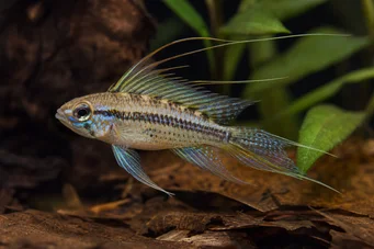 Crenicara filamentosa (Gridciklid)