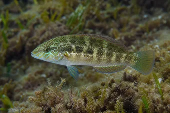 Crenilabrus melops