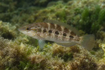 Crenilabrus quinquemaculatus Fembandsband