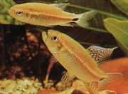 Crenuchus spilurus Crenuchus med en caudal fläck, tetra-flier