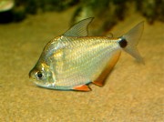 Ctenobrycon spilurus hauxwellianus Characin med hög rygg