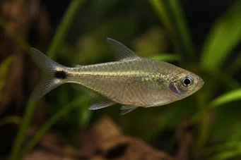 Ctenobrycon spilurus hauxwellianus (Characin med hög rygg)