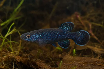 Cynolebias nigripinnis (Argentinsk pärla med svarta fenor)