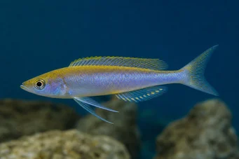 Cyprichromis leptosoma (Cyprichromis leptosoma)