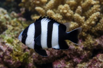 Dascyllus melanurus