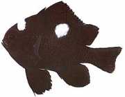 Dascyllus trimaculatus Tre platser