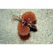 Dendrochirus brachypterus Dvärg