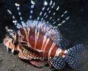 Dendrochirus zebra Dvärgpoäng