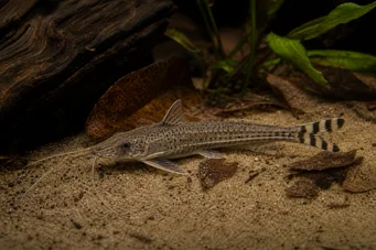 Dianema urostriata Randig