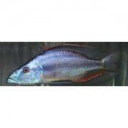 Dimidiochromis Compressiceps Cichlid Eye Eater