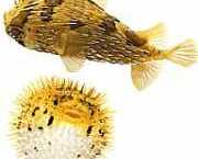 Diodon holocanthus Taggfläkt