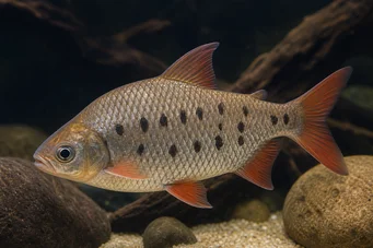 Distichodus decemmaculatus Dvärg Distichodus