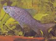 Distichodus notospilus Districhness-skugga