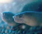 Echidna rhodochilus Sötvattensvägg