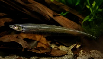 Eigenmannia virescens Glasknivar fisk