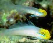 Eleotrides strigatus Silkeslen gobia blå kinder