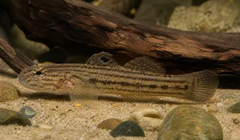 Eleotrides strigatus Silkeslen gobia blå kinder