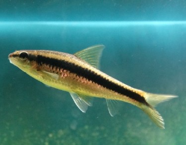 Epalzeorhynchus siamensi... Siamese ratt räv, sjöm...