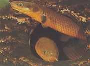 Erpetoichthys calabaricus Hallick