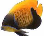 Euxiphipops navarchus Japansk evenemang