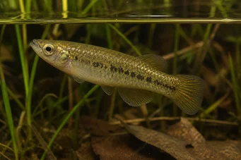 Fundulus chrysotus Killi med gyllene öron