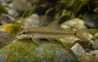 Garra cambodgiesis (Pièrres slick)