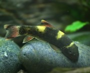 Garra Flavatra Panda garra