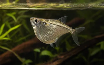 Gasteropelecus sternicla (Silver)