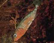 Gasterosteus aculeatus linne Spigg