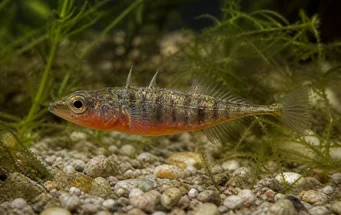 Gasterosteus aculeatus (Tre -Thoroughfred Epinoche)