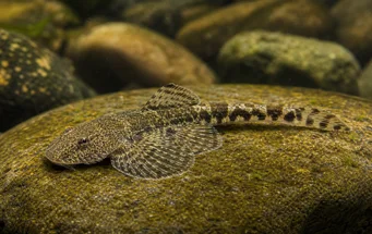 Gastromyzon ctenocephalus