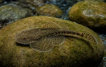 Gastromyzon punctulatus