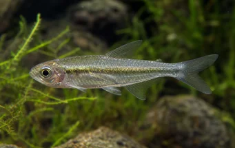 Gephyrocharax chapare Géphyrocharax du Chapare, Tetra-Glare