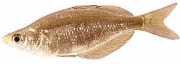Glossolepis incisus Nya Guinea Rainbow Fish