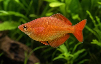 Glossolepis incisus Nya Guinea Rainbow Fish