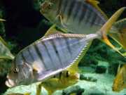 Gnathanodon speciosus Betjänt