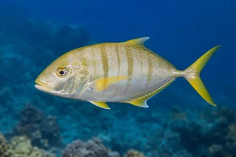 Gnathanodon speciosus Betjänt